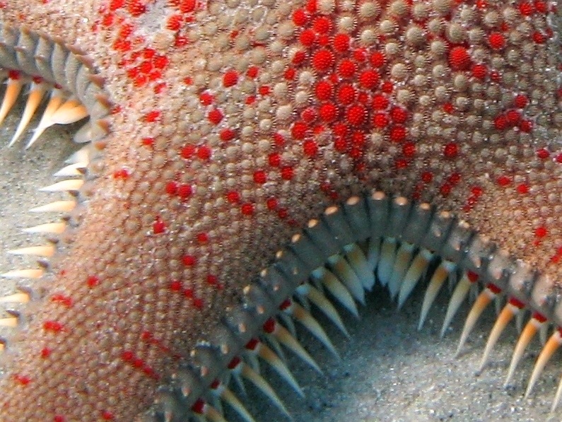 Astropecten aranciacus (Linnaeus, 1758)